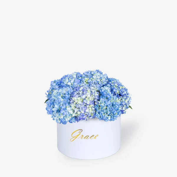 Hydrangea Classic - Blue